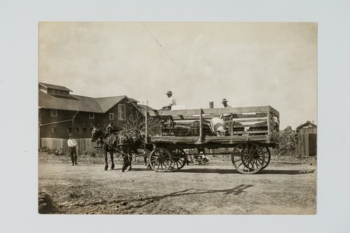 Picnic Day: Wagon with Livestock