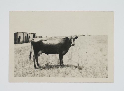 Cow standing in pasture