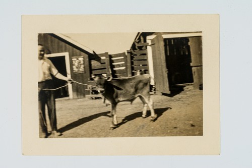 Man posing with heifer?