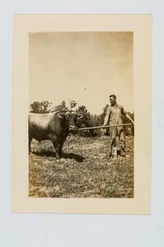 Man posing with bull