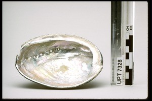 Abalone shell