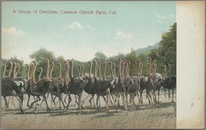 Group of Ostriches, Cawston Ostrich Farm, Cal