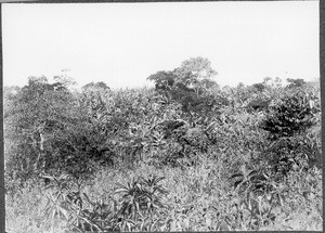 View of banana plantation, Mamba, Tanzania, ca.1901-1910