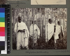 Women taking silk spiders, Madagascar, ca. 1900