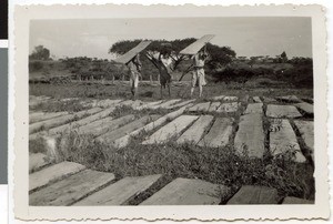 Wood transport for construction work at the mission station, Ayra, Ethiopia, ca.1929-1931