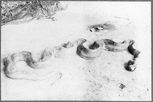 Boa constrictor an a porch, Tanzania, ca. 1911-1914