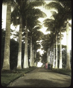 Avenue of royal palms in Aburi