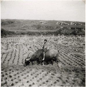 Buffalo rider