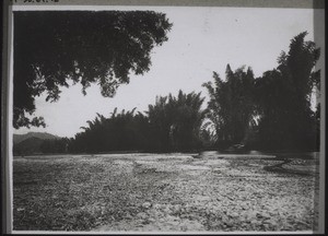 Bamboos on the Junon River