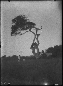 Tree of the first baptisms, Maputo, Mozambique, ca. 1901-1907