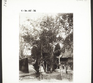 Orange tree and a root-crop with large leaves in the mission house garden, Udapi