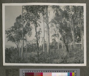 Vegetation near doctor's house, Blantyre, Malawi, ca.1926