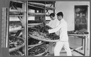 Feeding silkworms, Guangzhou, Guangdong, China, 1926