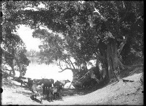 Herd of cattle, Antioka, Mozambique, ca. 1901-1907