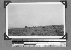 Ostriches, Clarkson, South Africa, 1934