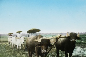 Cattle ploughing rice fields, India, ca. 1930