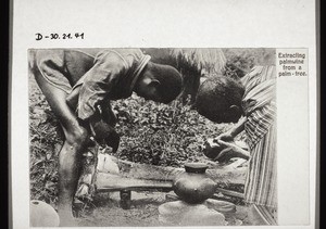 Extracting palmwine from a palm-tree