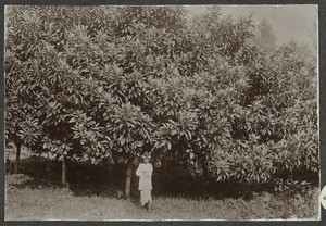 African boy in front of loquats, Tanzania, ca.1900-1914