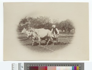 Indian Farmer Ploughing, Punjab, Pakistan, ca.1900