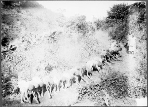 Children clearing a road, Tanzania, ca. 1900-1914