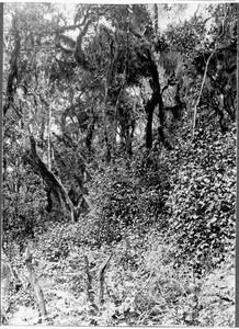 Primeval forest near Moshi, Tanzania, ca.1901-1910