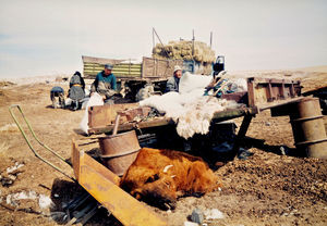 Aflæsning af døde dyr efter katastrofevinteren (Dzud) 2000/2001 i Mongoliets Gobi-Sumber provins. Nødhjælpen (foder til husdyr) blev finansieret af DMR-U (Dansk Missionsråds Udviklingsafdeling)