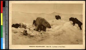 Dogs surrounding a polar bear on an icy plain, Canada, ca.1920-1940