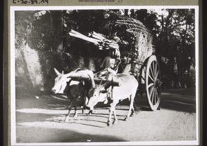 Indian oxen waggon