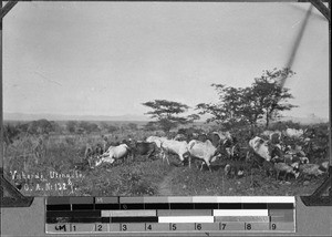 Herd of cattle, Utengule, Tanzania
