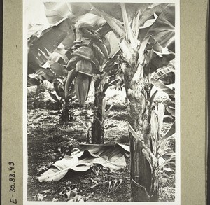 Banana tree in bloom