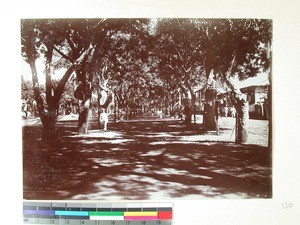 Broad avenue of trees in Majunga, Madagascar