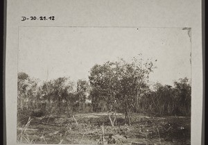 Field being prepared for the sowing of maize