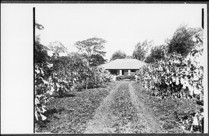 Lane leading to a house, Engare Narok, Tanzania, ca. 1920-1930