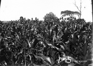 Maize field, Lemana, South Africa, ca. 1906-1915