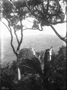 Wild banana tree, Lemana, Limpopo, South Africa, ca. 1906-1907