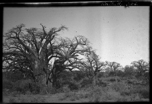 Baobabs, between Guijá and Pafuri, Mozambique, 1951