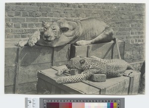 Dead lioness and cheetah, Chiromo, Malawi, ca.1904