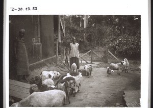 A Hausa man and his wife feeding their sheep