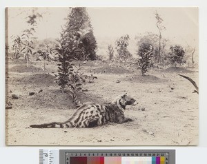 Genet, Blantyre, Malawi, ca.1910