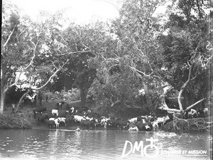 Cattle at the watering place, Antioka, Mozambique, ca. 1896-1911