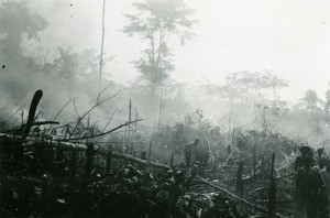 Plantation, in Oyem, Gabon