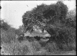 Woman carrying a child, Makulane, Mozambique, ca. 1901-1907