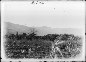 Banana plants in front of mountain range, Tanzania, ca.1893-1920