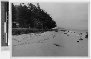 Laniaki Beach after the tidal wave, Hawaii, April 1, 1946