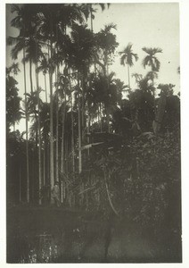 Areca palms