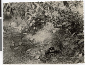 Giant tortoise, Adis Abeba, Ethiopia