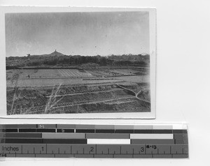 Rice fields at Yangjiang, China, 1925