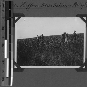 Working on a maize field, Tabase, South Africa East, 1932