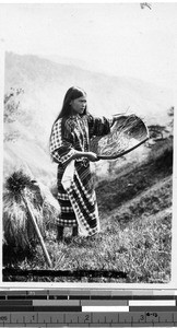 Woman carrying wheat, Mountain Province, Philippines, ca. 1920-1940