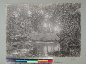 Forest and river landscape, Ampatrana, Madagascar, 1906